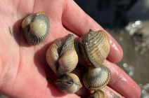 IMG-20250520-WA0017.jpg